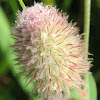 Rabbit-foot Clover