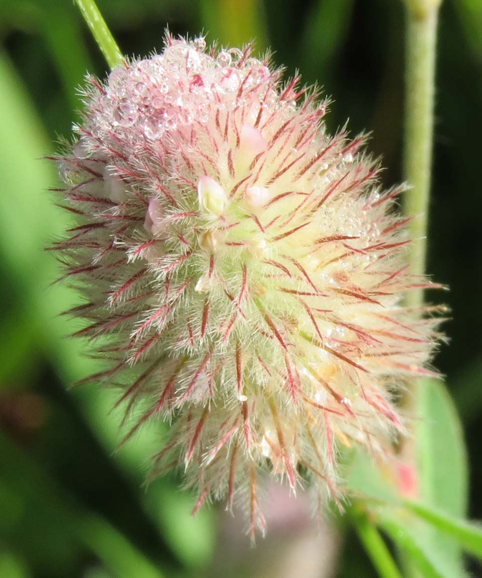 Rabbit-foot Clover