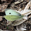 Cabbage White Butterfly