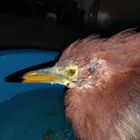 Chinese Pond-heron