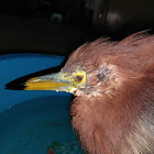 Chinese Pond-heron