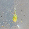 Copepod