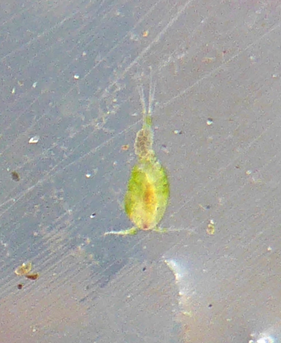 Copepod