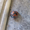 Fancy Dung Beetle