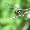 Spangled Skimmer