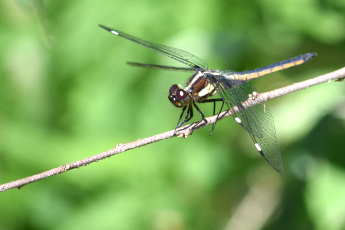 Spangled Skimmer