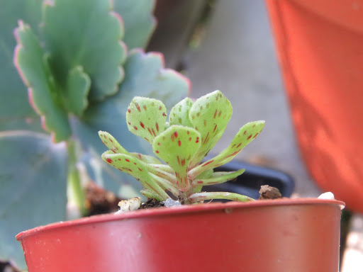 Mes petites plantes grasses et cactées - Page 3 Da8FNigFqRaX4rVZs1G8QJIqhTtOfXchSqRq9k0EzJypiapDYD9aQfnSRMjGNtSKOjuI3hZCF3-ssabg3g15astJbH1RbJpXantXFwJG0XyUO0Rh9DJWT8qk18UAgsyWSUUmsA8