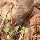 Rock hyrax, rock badger and Cape hyrax