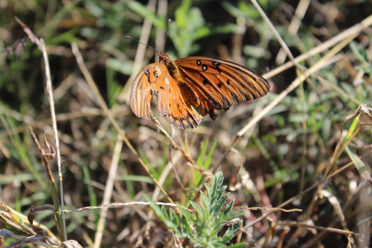 Gulf Fritillary