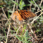 Gulf Fritillary