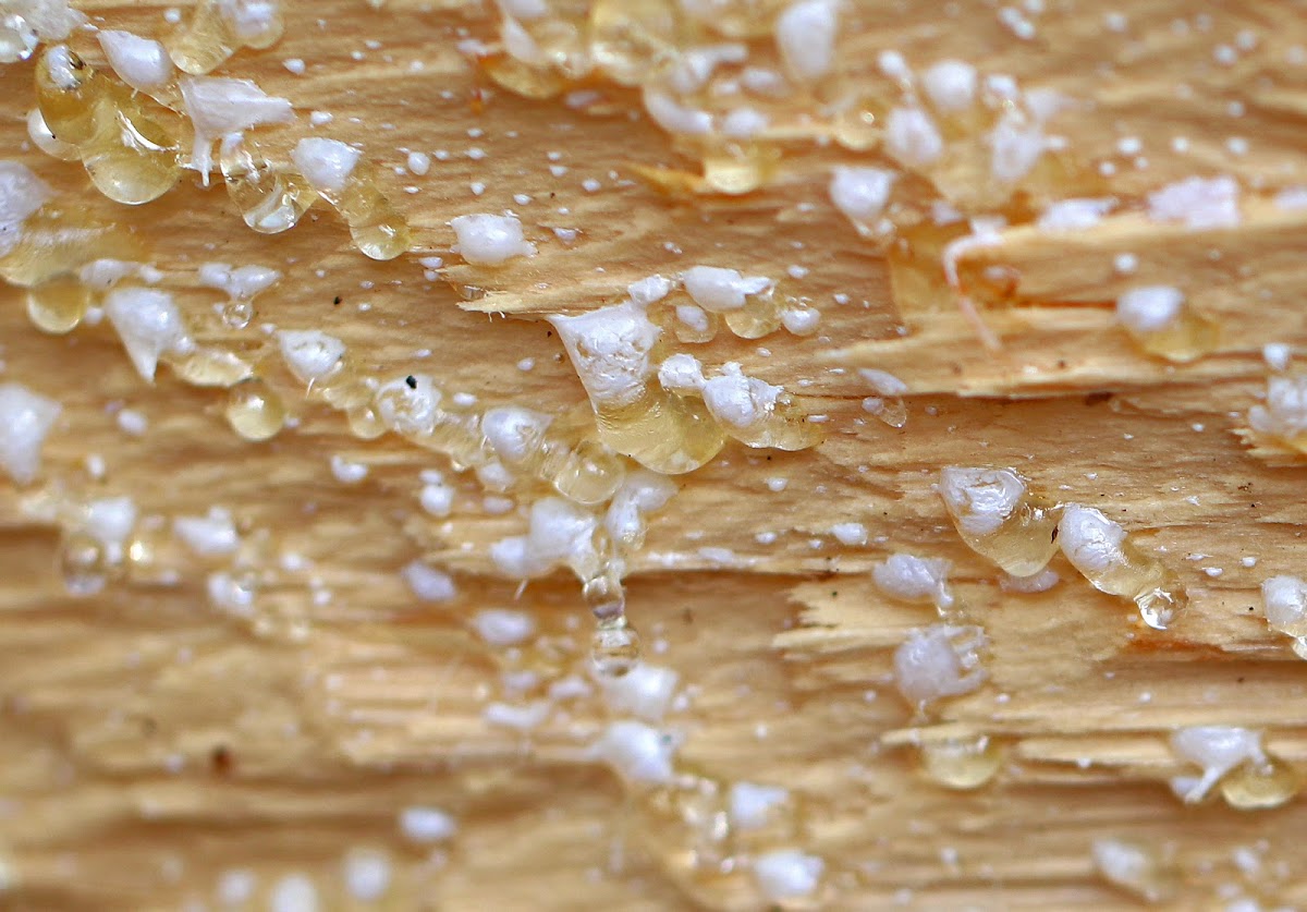 Eastern White Pine Resin (Sap)