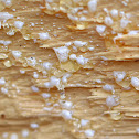 Eastern White Pine Resin (Sap)