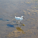 Snowy egret