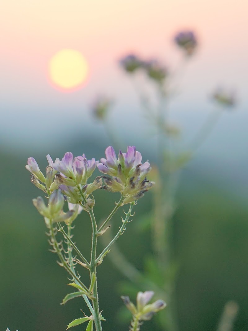 Fiore di campo al tramonto di Furlissima