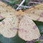 False Crocus Moth