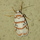 Lichen moth