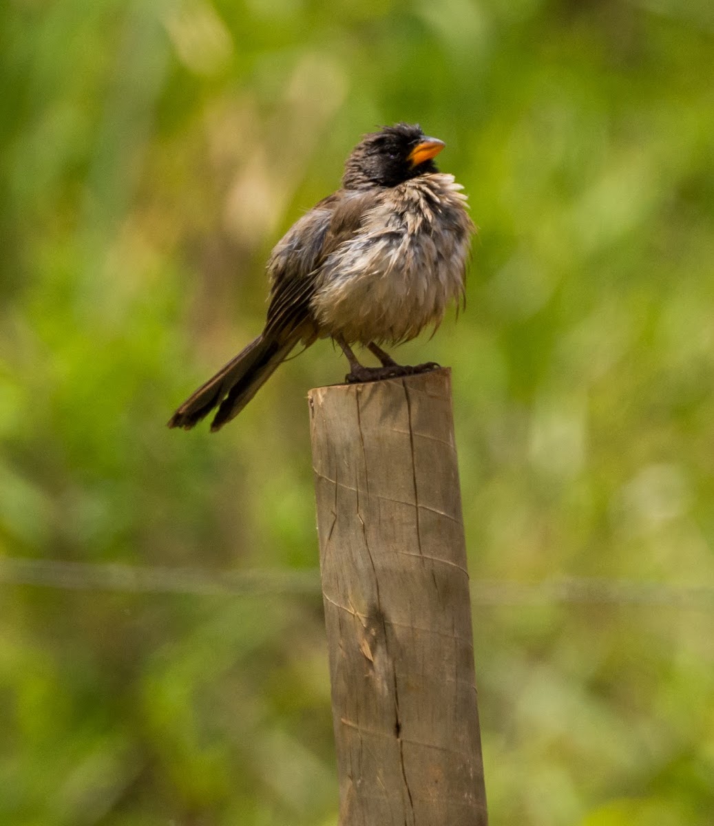 Bico-de-pimenta(Black-throated Saltator)