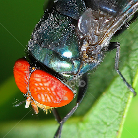 by Rifa Riza - Novices Only Macro
