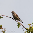 Linnet