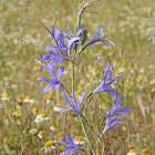 Desert Blue Lily