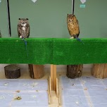 Owl Cafe in Harajuku in Harajuku, Japan 