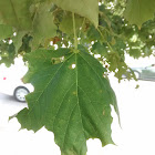 Norway maple