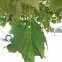 Norway maple