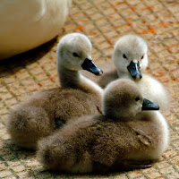 Tre piccoli pulcini di 