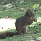 Eurasian red squirrel