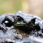 Rana arlequin negra del Cajas