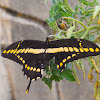 Borboleta-caixão-de-defunto