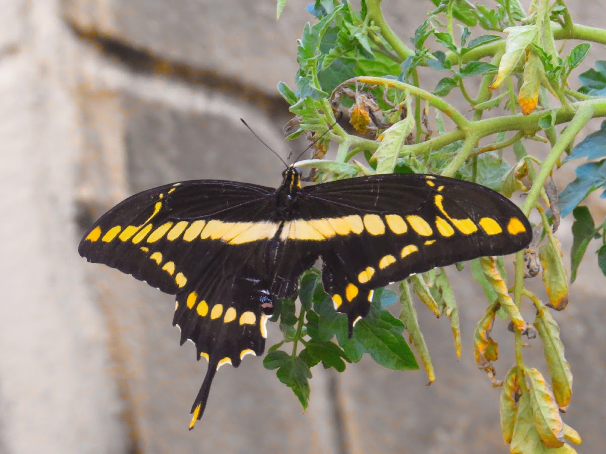 Borboleta-caixão-de-defunto