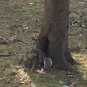 Gray squirrel