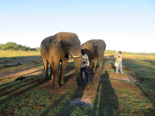 Elephants Rescue & Refuge South Africa 2017