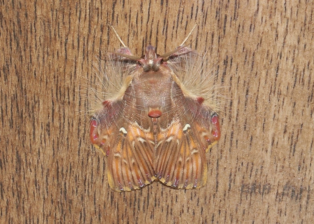 Walker's Moth