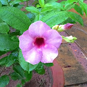 Pink Bell Shaped Flower