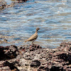 Spotted Sandpiper