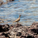 Spotted Sandpiper