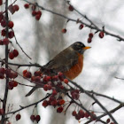 American Robin