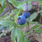 Velvetleaf Blueberry