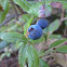 Velvetleaf Blueberry