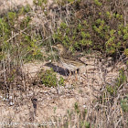 Meadow Pipit