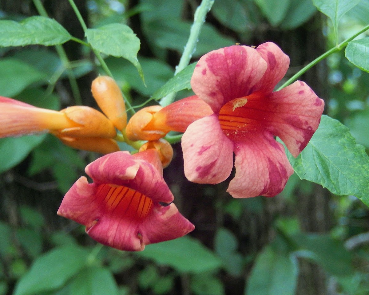 Trumpet Flower