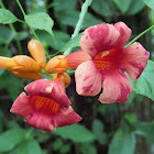 Trumpet Flower