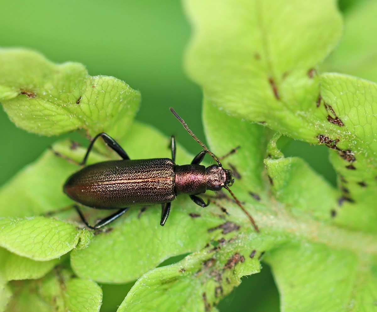 Long Jointed Beetle