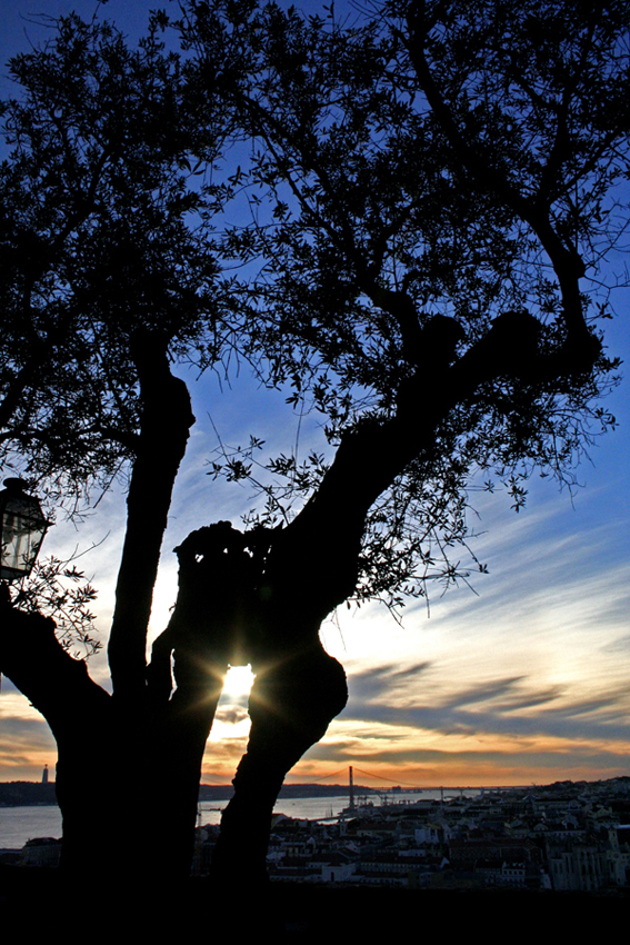 L'albero vedetta di CobraPel