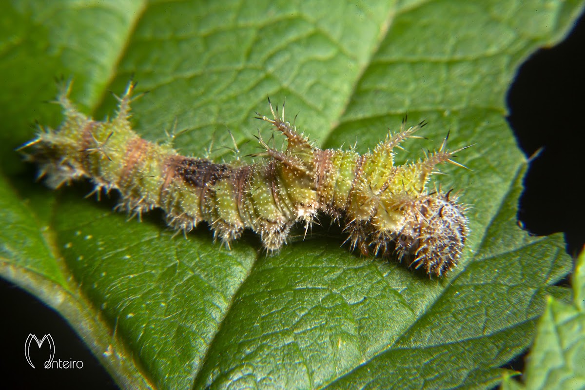 Adelpha caterpillar