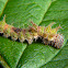 Adelpha caterpillar