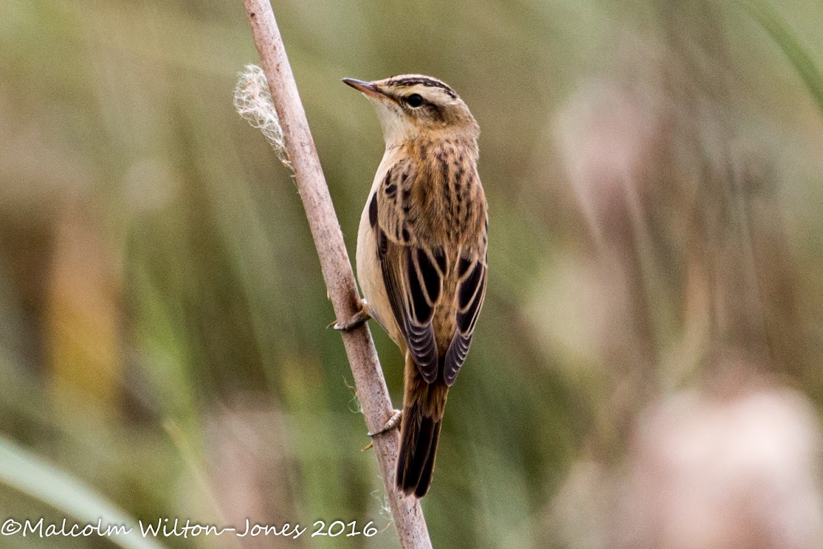 Sedge Warbler