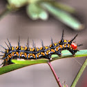 Mexican silverspot caterpillar